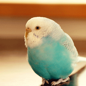 鳥